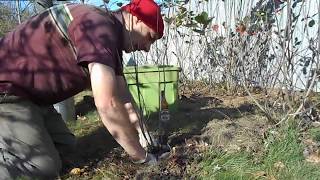 planting a Black Aronia berry bush