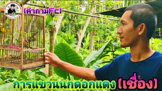 วิธีเลี้ยงแขวนนกดอกแตงตามสไตล์ผมที่บ้าน ตามคำขอพี่ๆFc (Stripe-throated Bulbul)