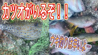 【沖縄釣り】カツオがいる磯でウキ釣りしてきた