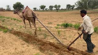 परम्परागत खेती का वैज्ञानिक तरीक़ा-आज लुप्त होता ये तरीक़ा