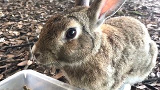 うさぎ「人間さん、あとから弟が来るからちょっと待ってね！」