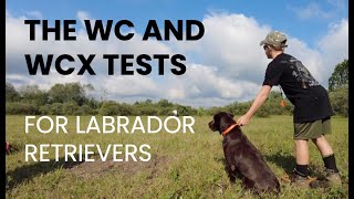 THE WC AND WCX TESTS FOR LABRADOR RETRIEVERS