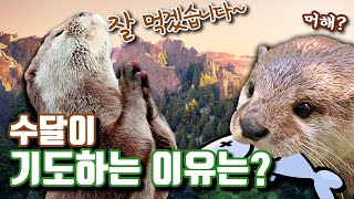 귀여운 수달을 알아보자