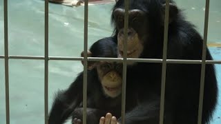 Yuzuru loves Tsumugi. Display of elderly father Yuminosuke-san.  元気な父といたずら息子。Chimpanzee Kushiro Zoo