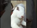 rabbit ka video khargosh ka video shorts