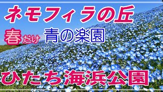 ネモフィラ【春のお楽しみ♪】国営ひたち海浜公園2021_travel diary@Hitachi Seaside Park_