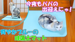 新しい珪藻土マットの上でパパを出迎える三毛猫ネコ吉