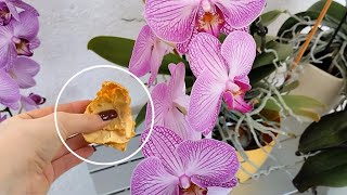 The orchid trick gardeners don’t want you to know