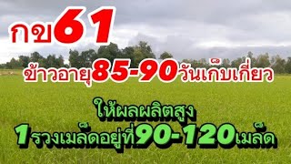 กข.61 ทำหน้าไหนดีให้ผลผลิตสูง