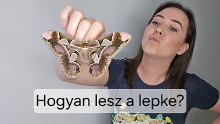 Hogyan lesz a lepke? Avagy az örökös körforgás! 🦋🐛