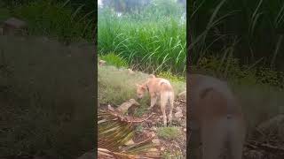 Dog video @thulasifarms6430 #dogfunnyclips #youtubeshorts #trendingshorts #petlover