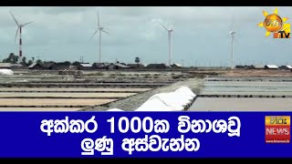 අක්කර 1000ක විනාශවූ  ලුණු අස්වැන්න - Hiru News