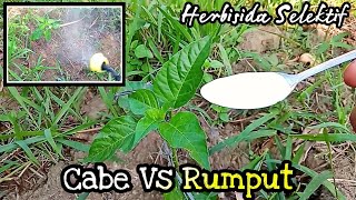 TANPA RAGU!!! Penyemprotan Hama Rumput Pada Lahan Cabe Tanpa Mulsa || Herbisida Selektif