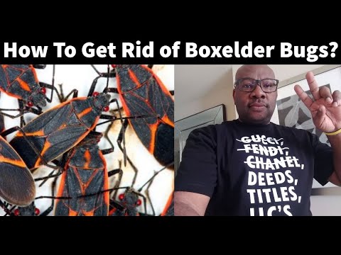 How To Get Rid Of Boxelder Bugs With Peppermint Oil - YouTube