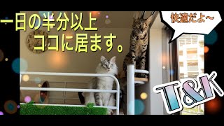 猫達が快適な遊び部屋　１日の半分以上この部屋にいるね　　サバンナキャット ラグドールノルウェージャン