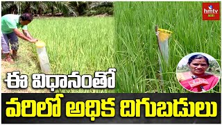 ఈ విధానంతో వరిలో అధిక దిగుబడులు | hmtv Agri