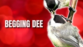 Begging Dee Call Explained | Black-capped Chickadee Calls and Sounds
