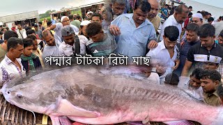 ঢাকা দোহার মৈনট ঘাটে বিক্রি হচ্ছে পদ্মার ২ কেজি সাইজের রিটা মাছ | today fish market dhaka dohar