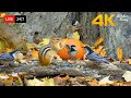 🔴 24/7 LIVE: Cat TV for Cats to Watch 😺 Harvest Season for Birds Chipmunks Squirrels 4K