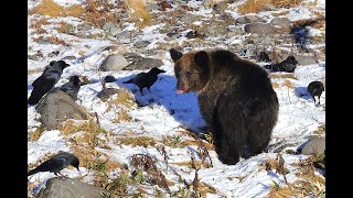 冬になってもまだまだ元気にサケを獲るヒグマのニコちゃん