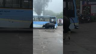 கொடைக்கனால் Bus Stand ல பாகுபலி மாடு 😱💥 #kodaikanal #kodaikanaltravel #kodaikanalclimate #bustand