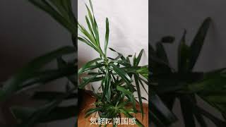 【観葉植物】ドラセナ種類多すぎ問題