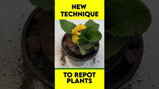 New Repotting technique #shorts  #repottingplants #howtorepot