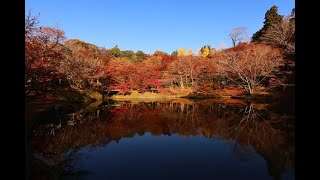 JG8K 大分 用作公園の紅葉 Oita,Yujaku Park in Autumn