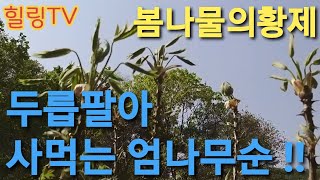 두릅 팔아서 사먹는다는 엄나무순(개두릅)사포닌 성분최고 !!