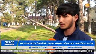 Biləsuvarda təhlükə mənbəyinə çevrilmiş qurumuş ağaclar.#spacetv #news #bilesuvar