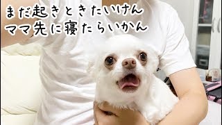 寝ようとするママを引き留めたい犬！まだ寝たくないチワワのコハク