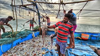 விசைபடகில் ஒரே இழுவையில் கிடைத்த தரமான மீன்கள் Quality fish caught in a single haul on the boat