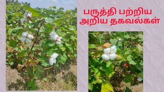 பருத்தி செடி/ பருத்தி பற்றிய சுவாரஸ்யமான தகவல்கள்/ unknown facts about cotton #cotton #பருத்தித்துறை