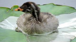 2020.5.30 東京上野鳥散歩・カイツブリ親子