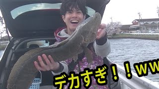 【衝撃映像】爆風のなかで釣ったライギョがデカすぎた・・・