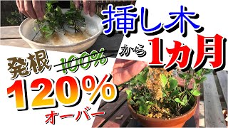 【すさまじい生命力ね！】ガジュマルの木の挿し木【120％以上】