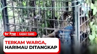 Terkam Manusia, Seekor Harimau Sumatera di Riau Berhasil Ditangkap | Kabar Siang tvOne