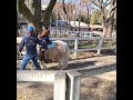 麻溝公園でポニー乗ったよ