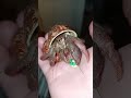 Hermit Crab Craves Cookies || ViralHog