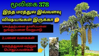 கூந்தல் பனை | Koonthappanai | Caryota Urens | kitul palm | அலசல் | Alasal