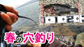 【いもっちです！】春の穴釣り～4月。カサゴにギンポに…～