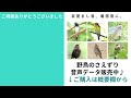 アオゲラの鳴き声（地鳴き・さえずり・ドラミングの音）