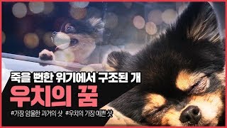 (눈물주의 실화) 죽음의 위기에서 세상 가장 행복한 개가 되기까지...우치의 드라마같은 이야기