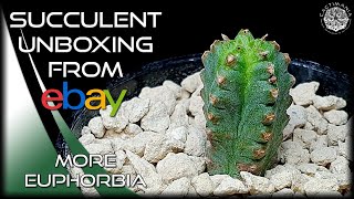 Succulent Unboxing from eBay | More Euphorbia | #Cactus \u0026 #Succulent Collection