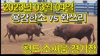 ●용감한 소가 승리를 쟁취한다!● (홍)용감한소 VS (청)완쓰리  2023. 03. 04 청도소싸움 경기장