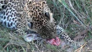 Leopard eating impala head