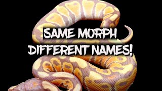 Eight Ball Python Morphs with More Than one Name!