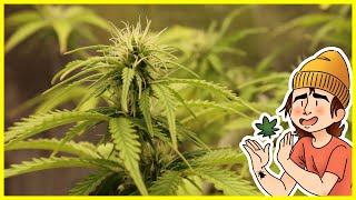 Why You Should Train & Prune Your Plants | Amnesia Auto Ep. 4