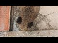 イノシシに餌をあげる central european wild boar 2018 1214