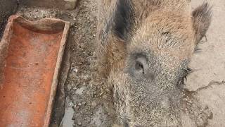 イノシシに餌をあげる Central European wild boar 2018 1214